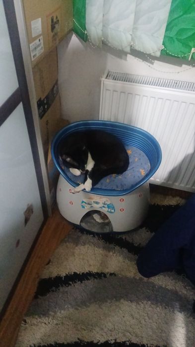 Donez Motan,răspunde la numele Blackie