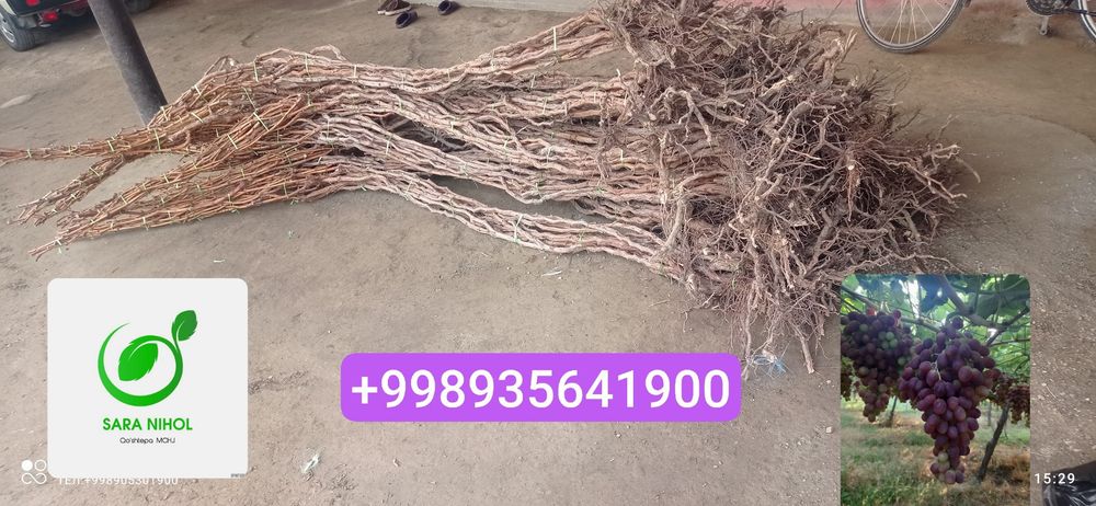 Сизларга 100% ишочли нихолларимизни таклиф қиламиз