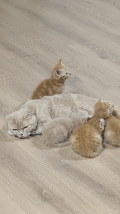 Породистые котята