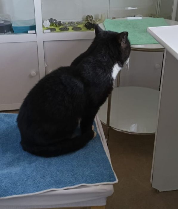 Кот мальчик взрослый умный