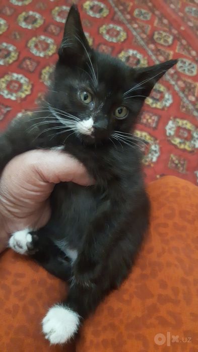 Mushuk bolalari beriladi