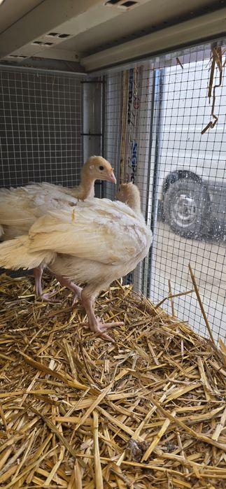 Pui de curca crescuti in ferma, sanatosi si rezistenti.
Ideali pentru