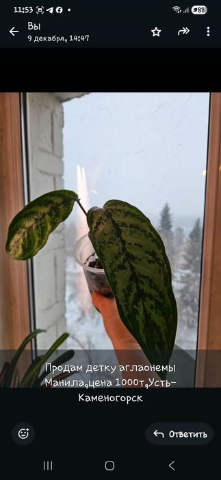 Продам комнатные растения