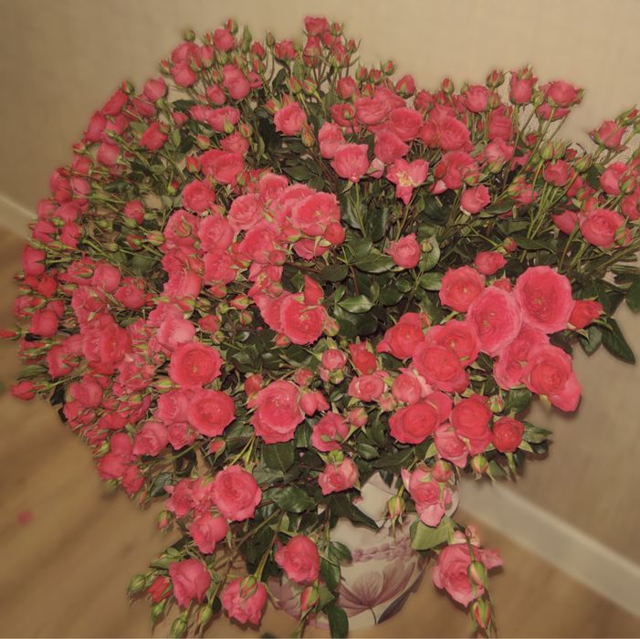 Свежые кустовые розы