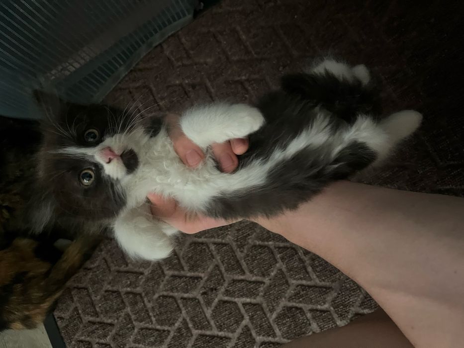 Отдам котят хорошие