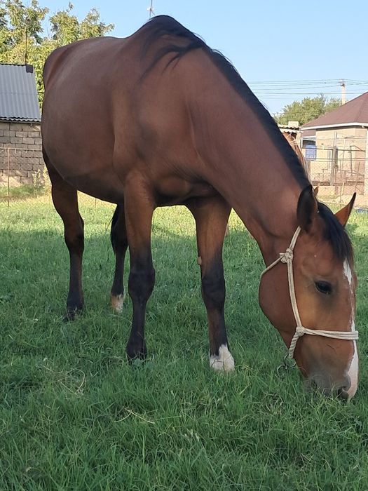 буаз бие сатылады