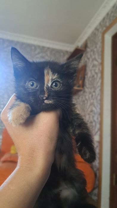 Котята бесплатно срочно!!!