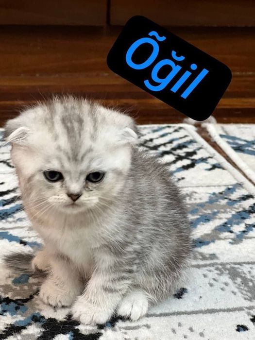 Skotish fold mushukchala скотишфолд котятя
