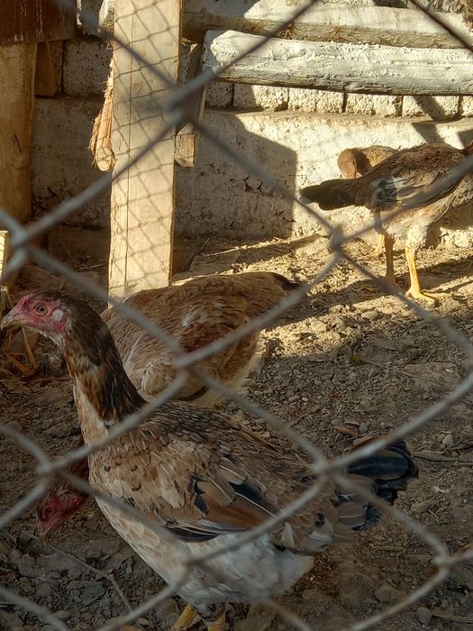 Дакан товук сотилади обменгаям хорозга