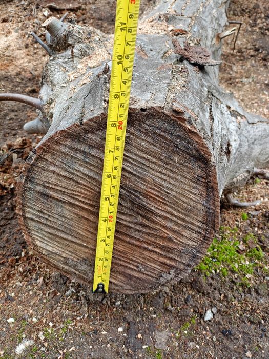 Орех дървен материал парче