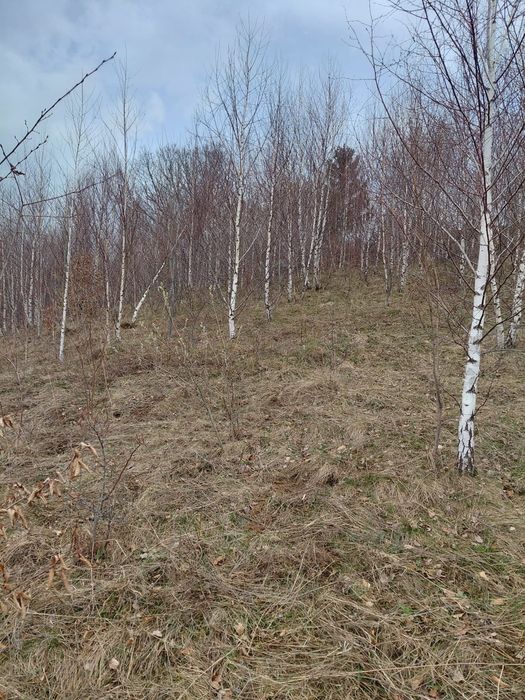 Mesteacan alb 3m - 7m livram oriunde in tara fara avans