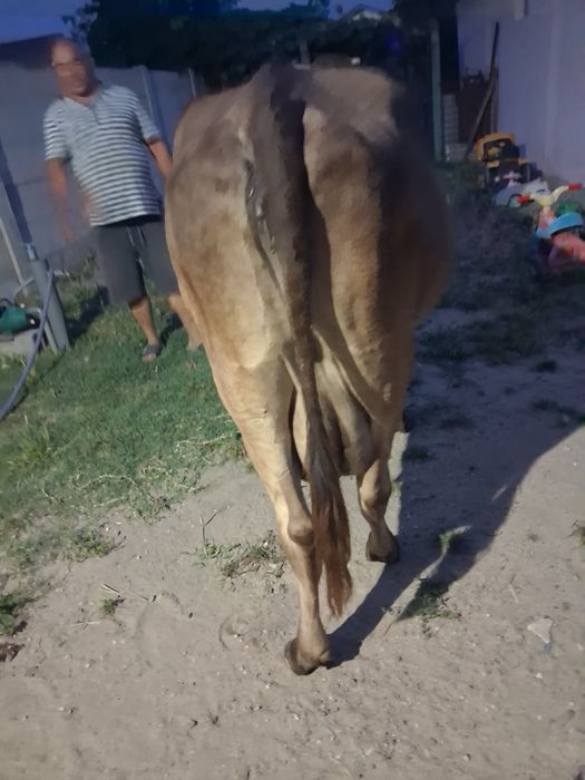 Vand vaca bruna are lapte foarte bun pentru mai multe detali contactatima la numaru de telefon 0728716164