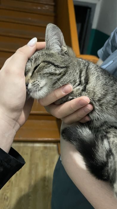 Кошечка (6-7 месяцев)