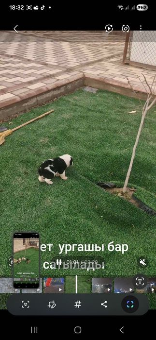 Сабаки девочки тобет