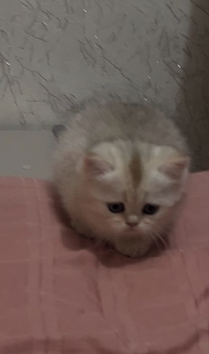 Котенок 1,5 месяца девочка