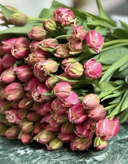 Тюльпаны оптом и в розницу голландские