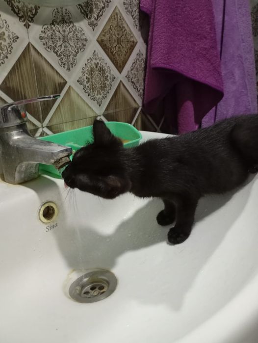 Отдам котёнка в хорошие руки