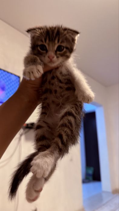 Вислоухий котенок