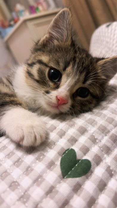 котенок в добрые руки