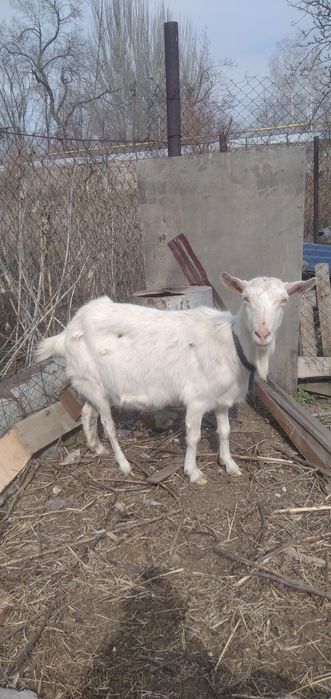 Продам коз заанеские