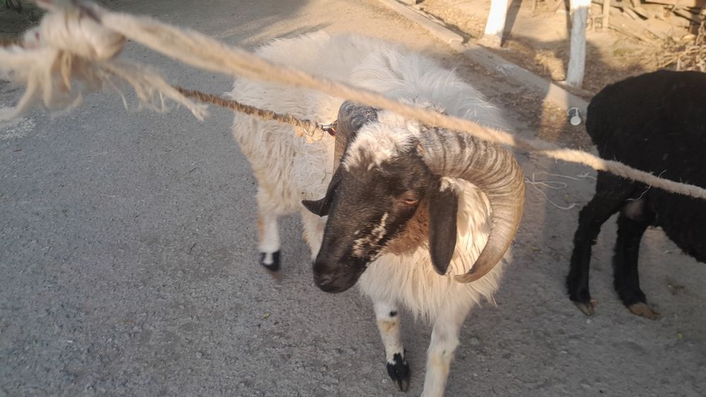 Кузи кучкор сотилади галишамиз