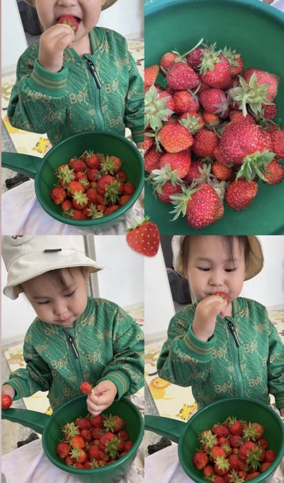 многоразовые  Рассада клубники