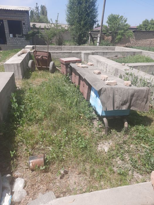 Asal ari oylasi yashigi bilan