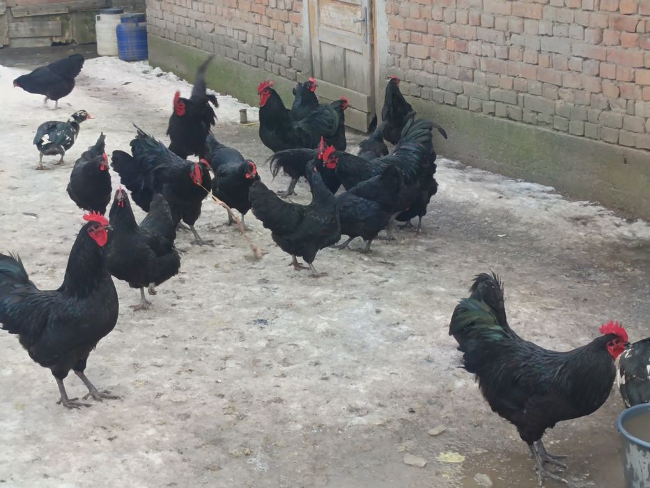 Vând oua de găină astrolop negru