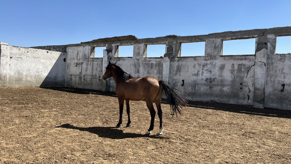 Айғыр Айгыр Жеребец