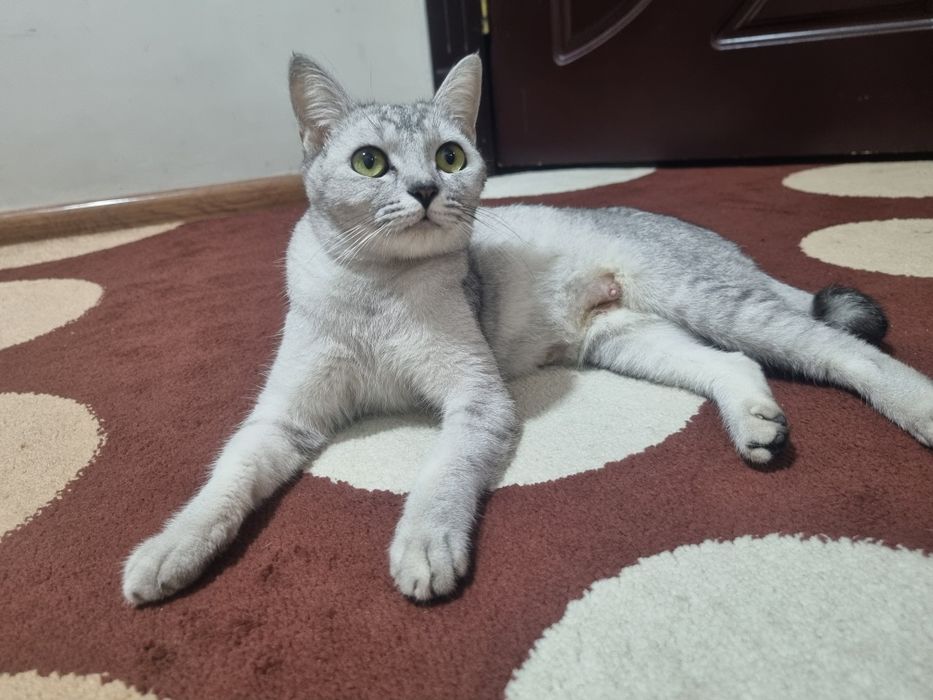 Серебристая шиншиллар киз бола 1 марта тукган