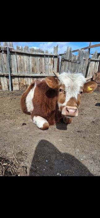 Продам двух бычков