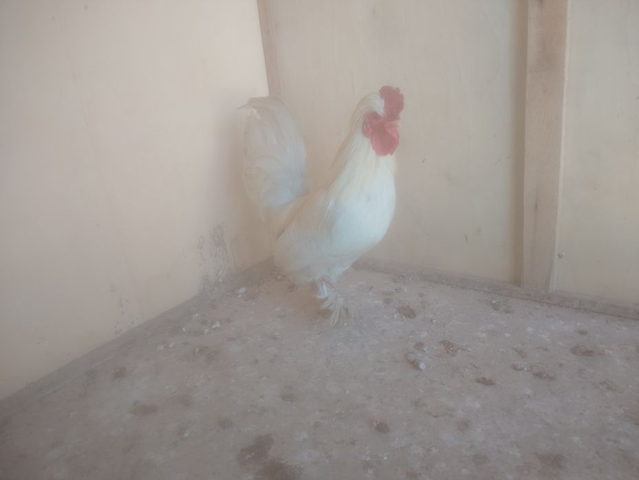 Продаётся японский