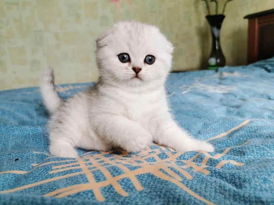 Scottish fold chinchilla