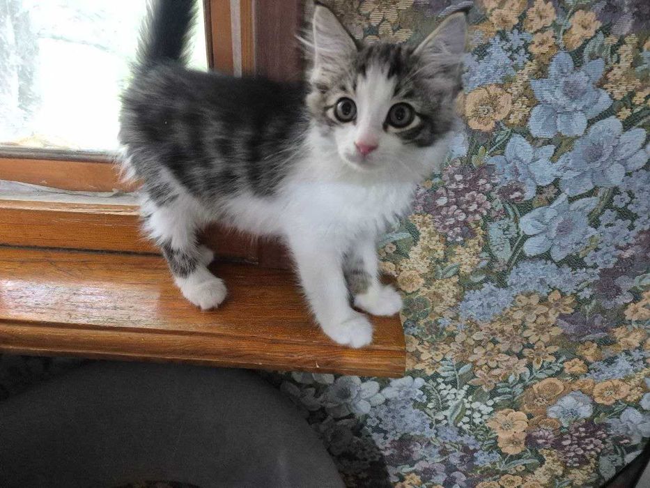 Котёнок.Отдам в добрую семью!