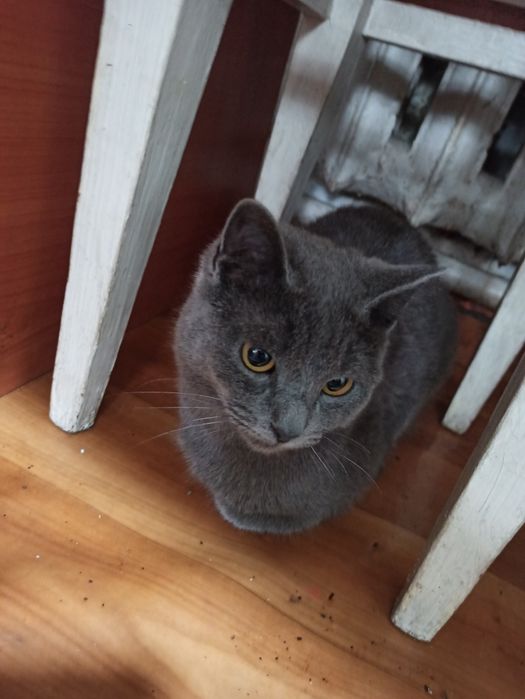 Даром котиков отдам