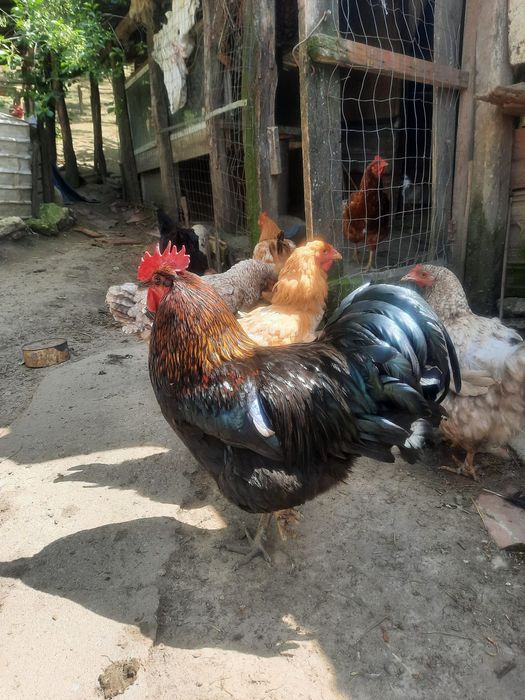 cocoș australop si 15 oua australop