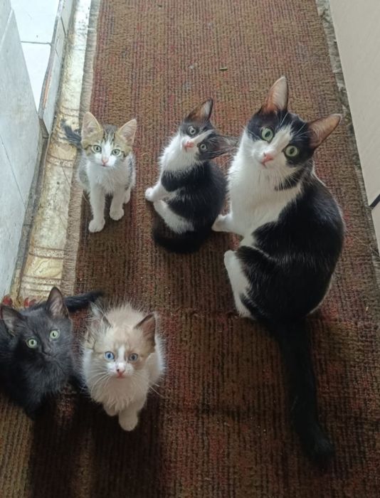 Котята  мальчики 2 месяца