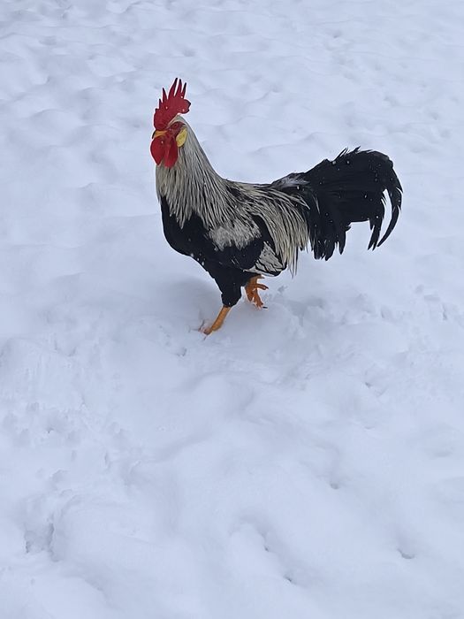 Cocoși italieni tineri