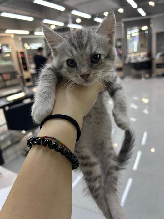 Отдаются котята бесплатно