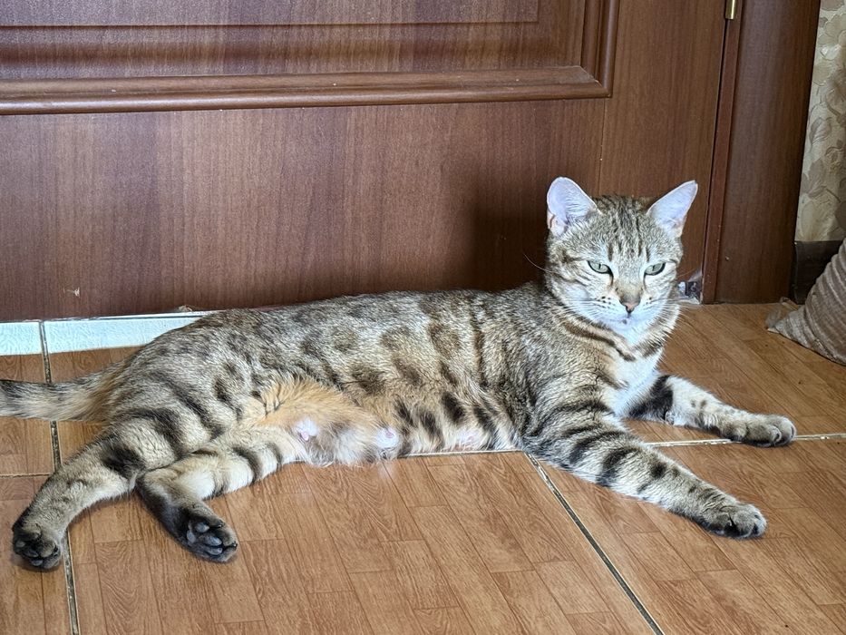 Котята Марғау анасы чистый бенгал