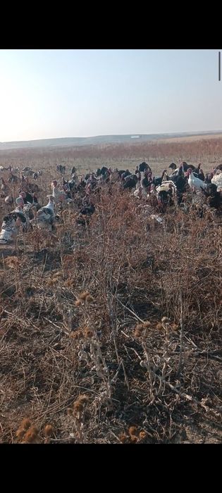 Продаю индюков (самцы)