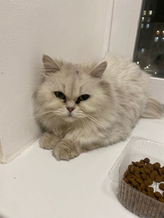 Отдам кота бесплатно