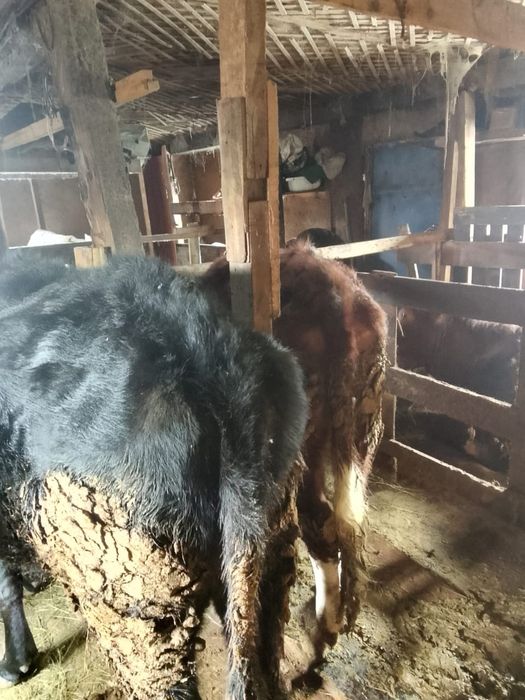 Продам жирных телок