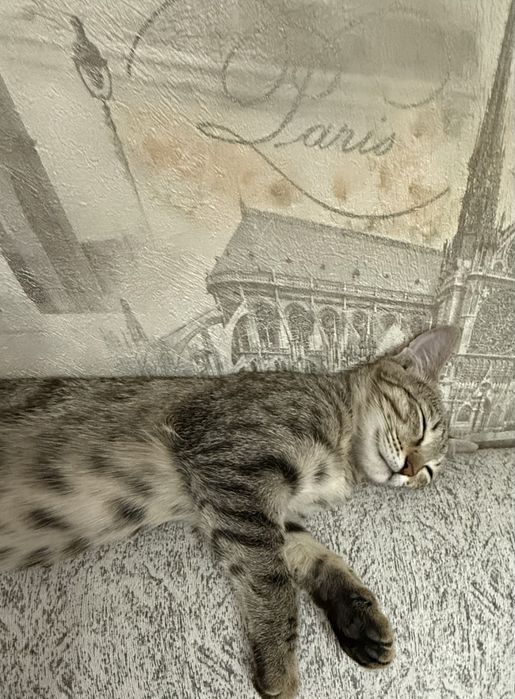 Кошечка Дуся 6 месяцев