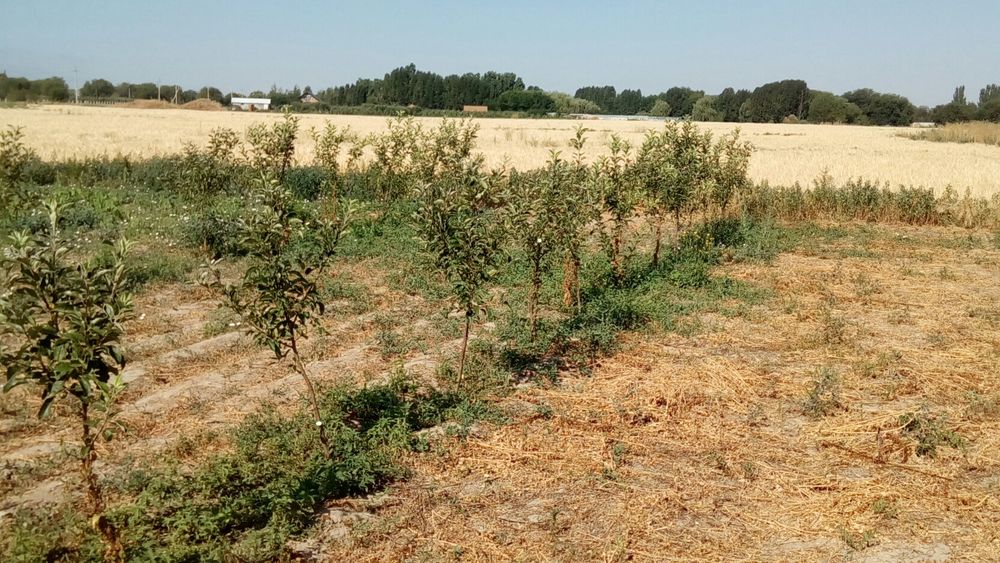 Продам усадьбу возле посёлка Кошмамбет