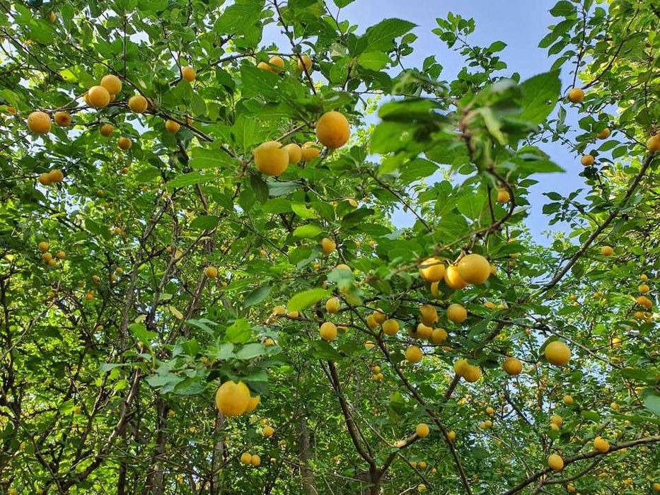 Corcoduse bio galbene (acrișoare) si rosi ( dulci ) nestropite