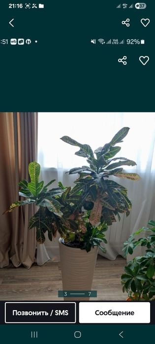 Продам  цветы разные, большие