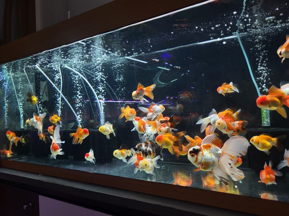 Vând carasi oranda