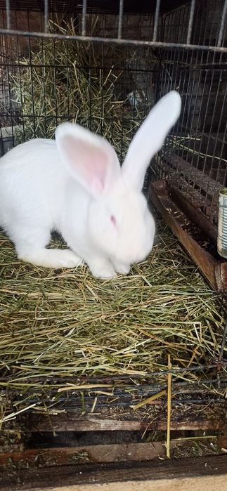 Uriaș alb mascul 8 luni.