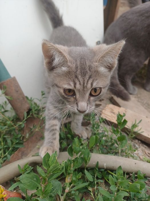 Отдам котят даром